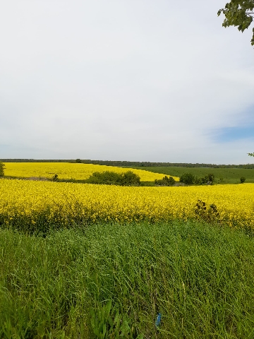Vand teren constructii intravilan zona Lipia, cu deschidere la lacul Caldarusani