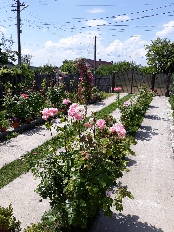 Proprietate 6000mp cu 2 case in Albota