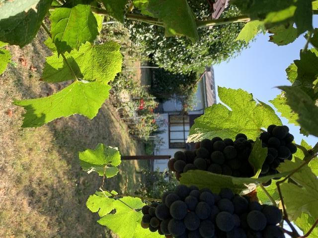 Vand casa localitatea Magurele Prahova