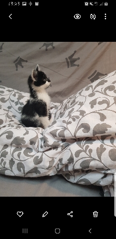 Garsoniera etajul 1 de inchiriat Ghimbav